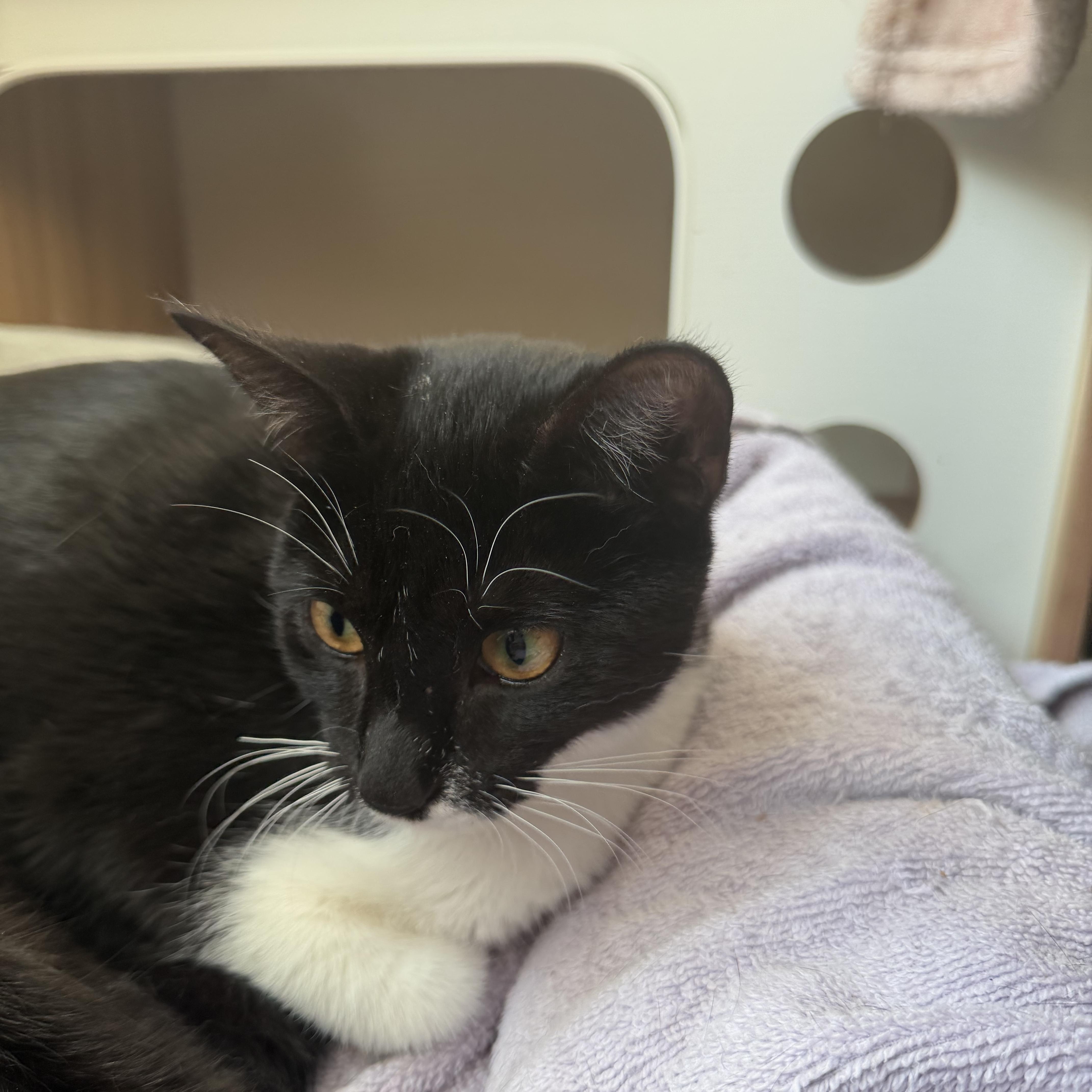 Enlarge peppa, a Adoptable Domestic Short Hair in Leland, NC image 4/5