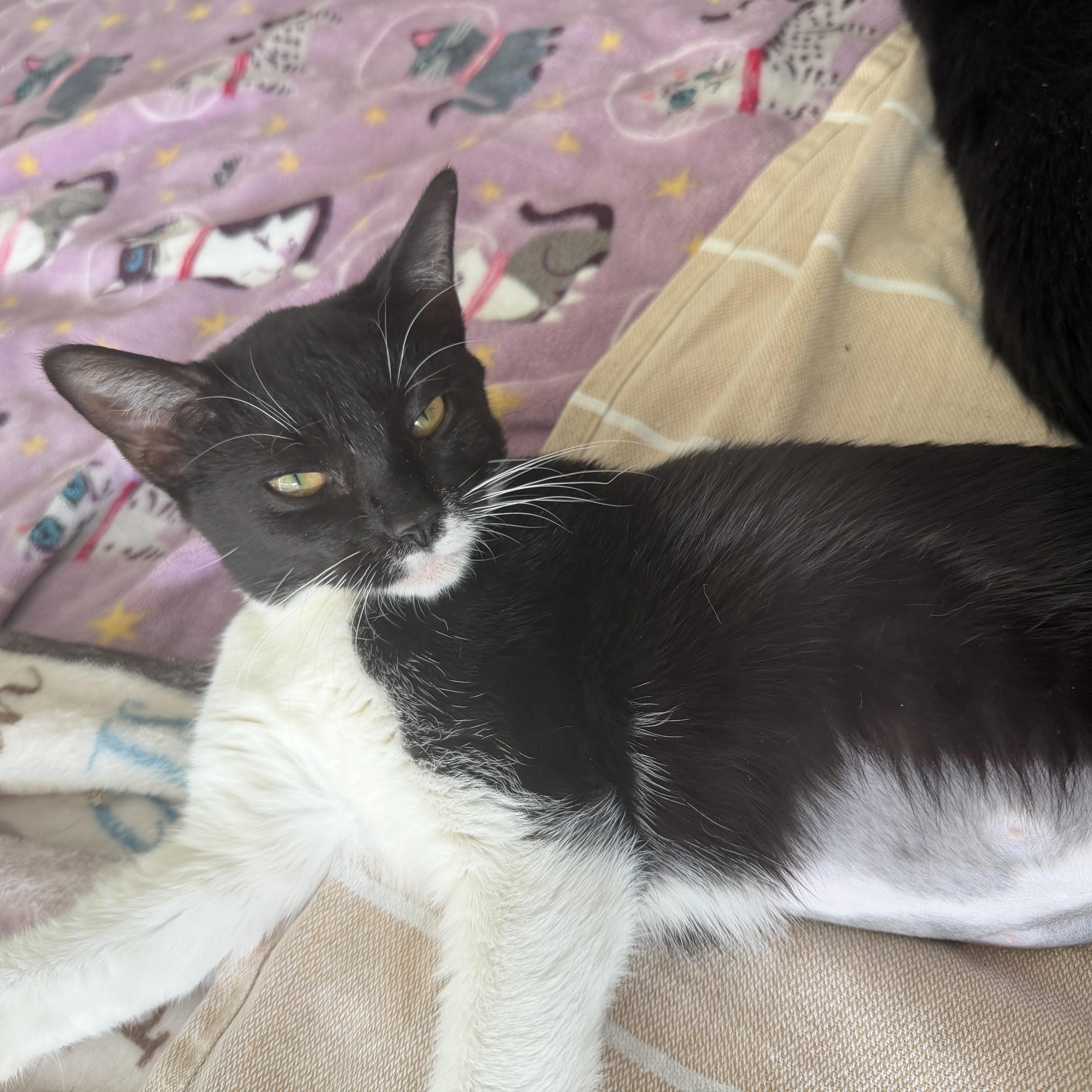 Enlarge peppa, a Adoptable Domestic Short Hair in Leland, NC image 3/5