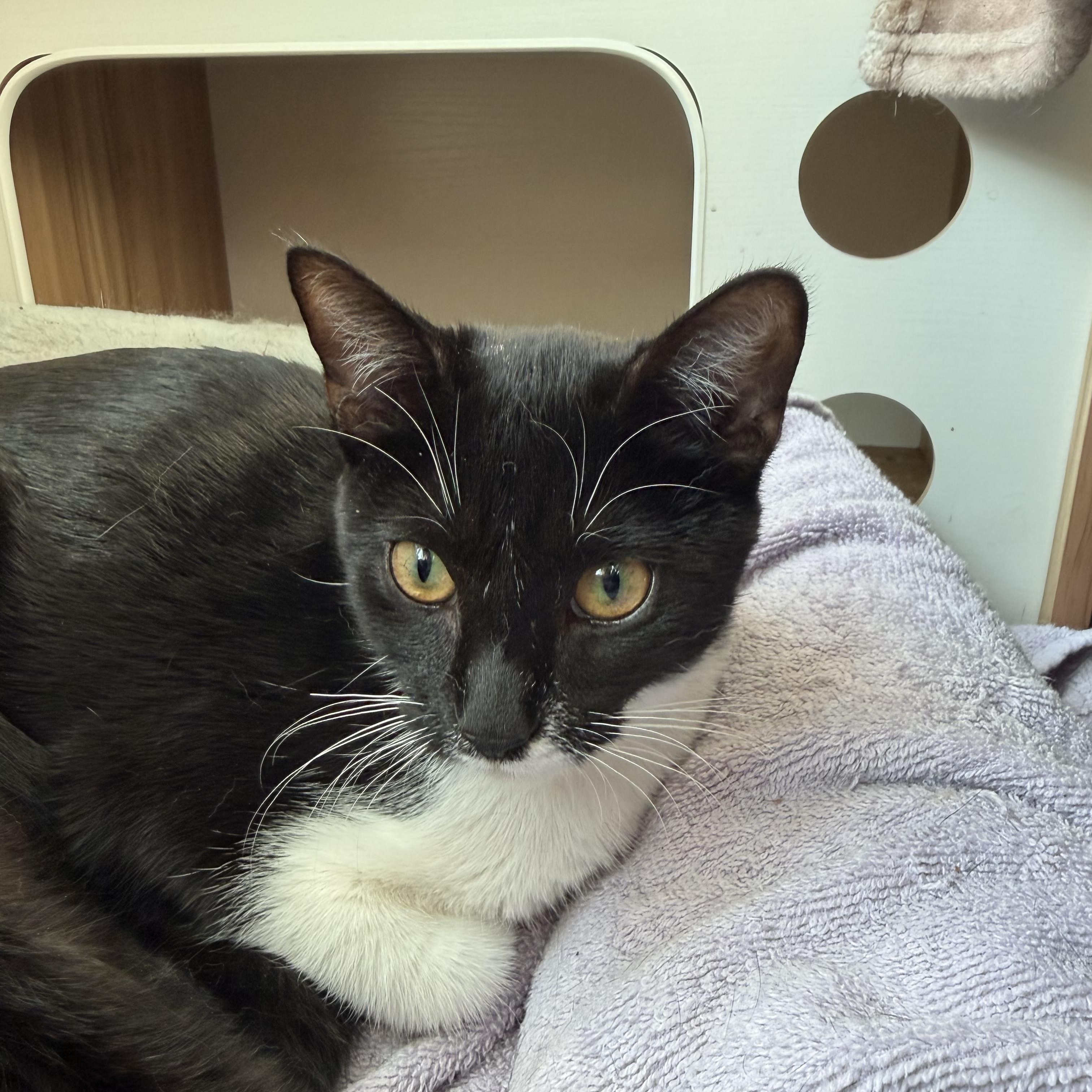 Enlarge peppa, a Adoptable Domestic Short Hair in Leland, NC image 1/5