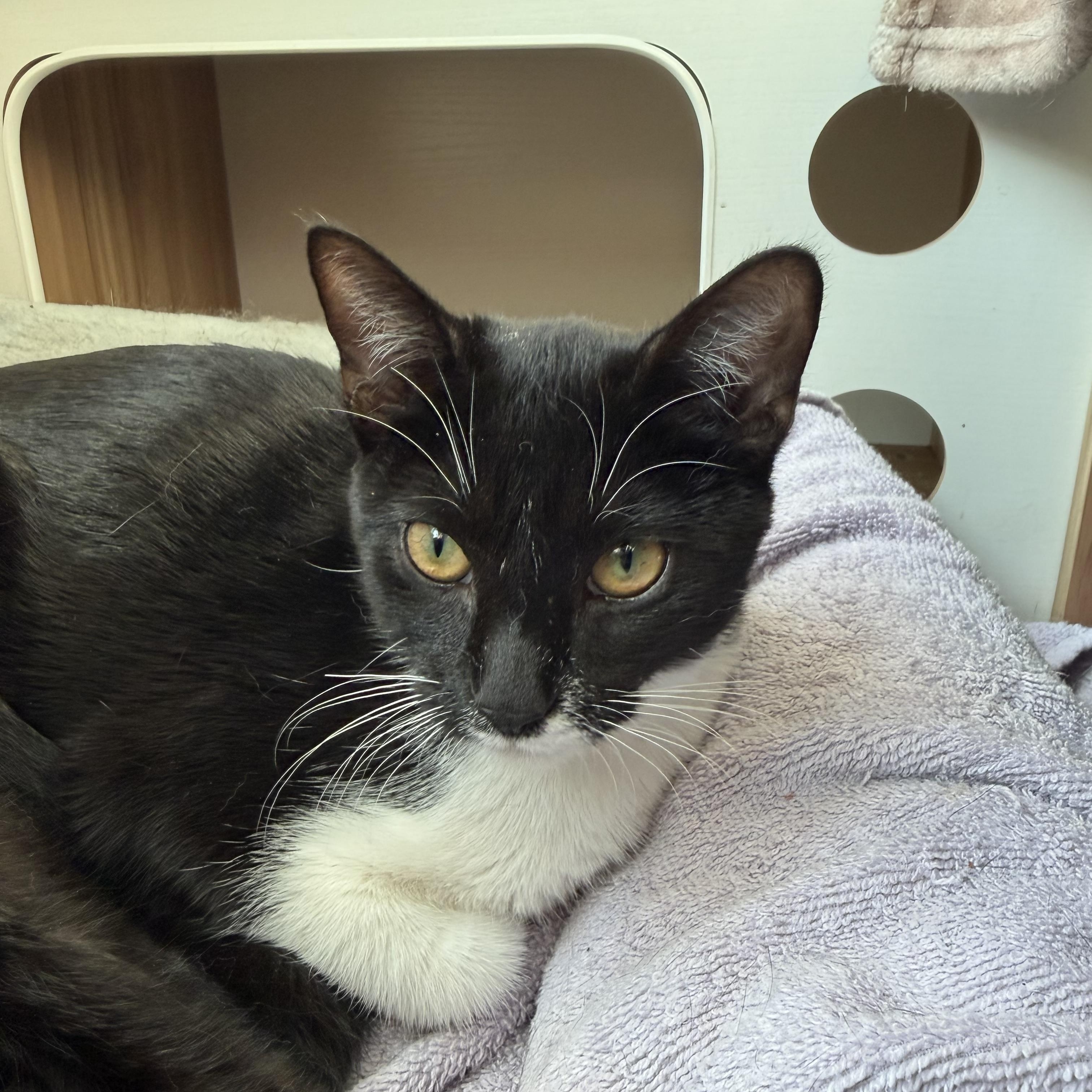 Enlarge peppa, a Adoptable Domestic Short Hair in Leland, NC image 5/5