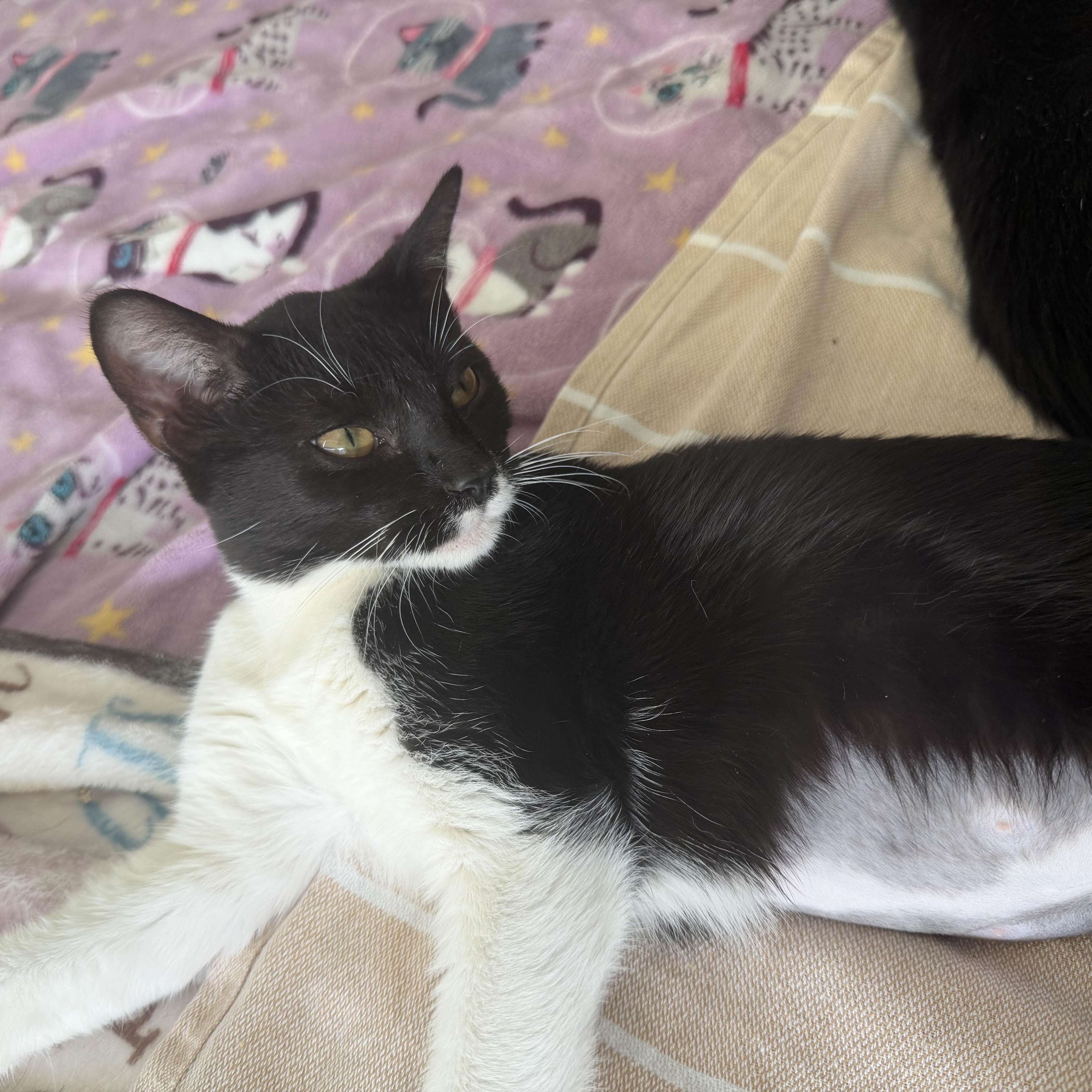 Enlarge peppa, a Adoptable Domestic Short Hair in Leland, NC image 2/5