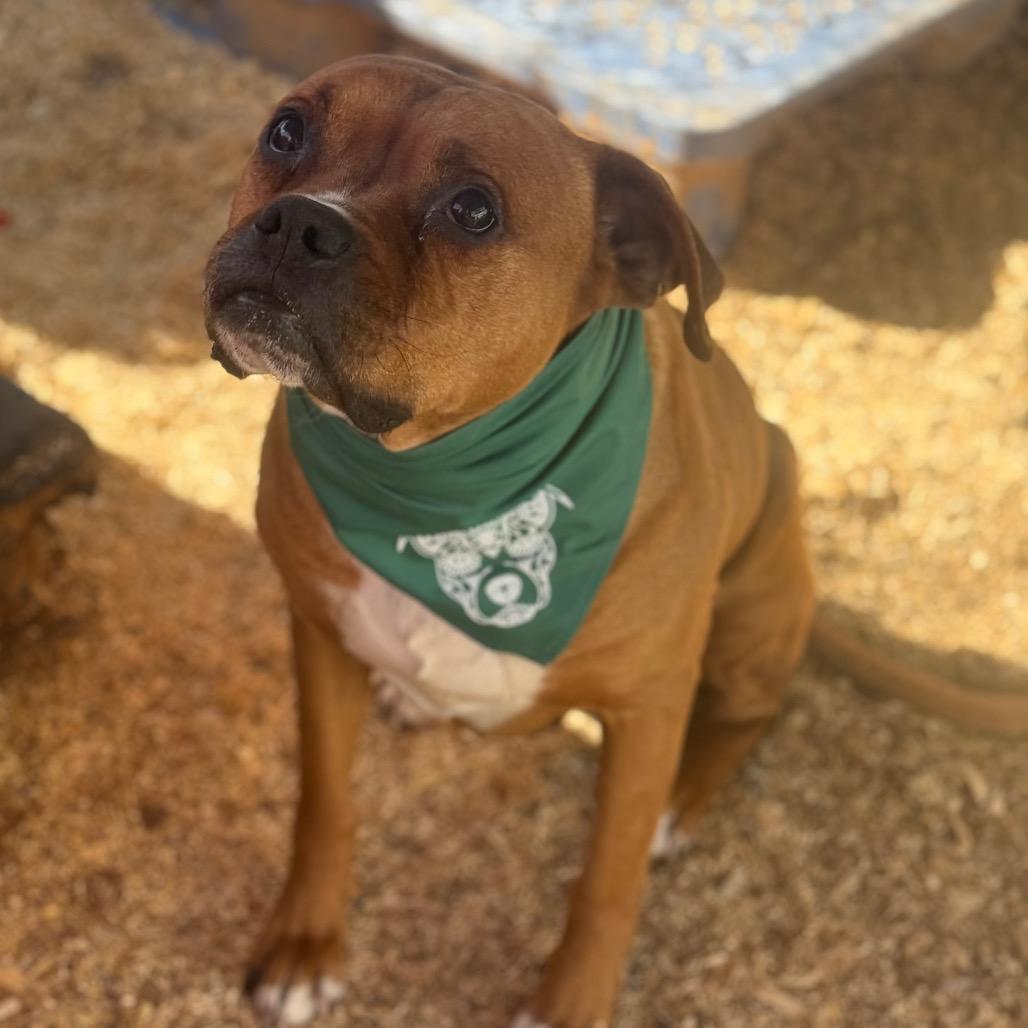 Rusty, a Adoptable mixed breed in Stephenville, TX image 1/6