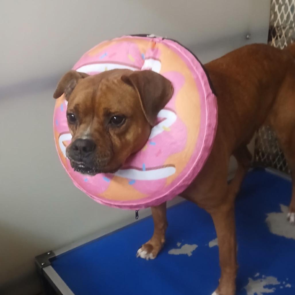Rusty, a Adoptable mixed breed in Stephenville, TX image 2/6