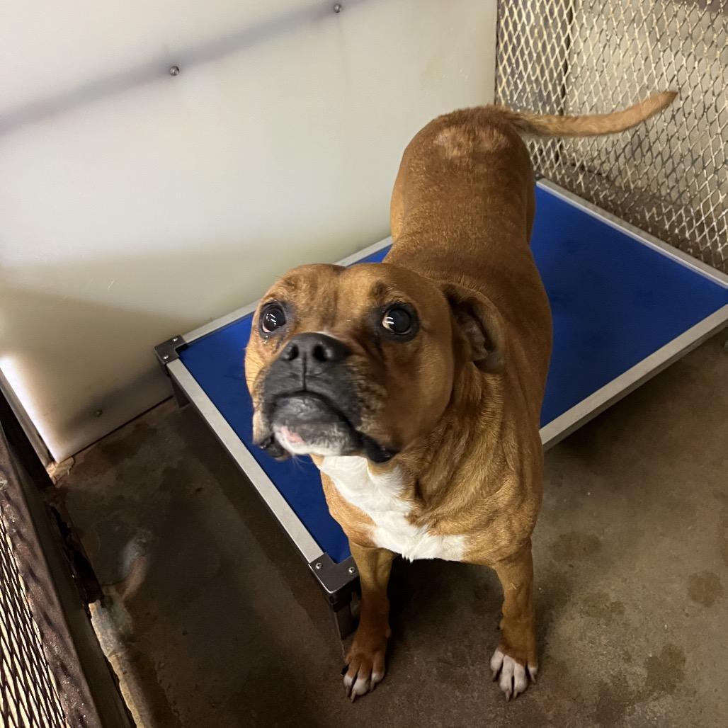 Rusty, a Adoptable mixed breed in Stephenville, TX image 3/6