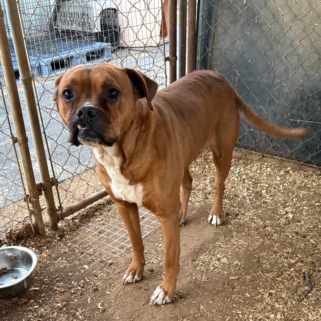Rusty, a Adoptable mixed breed in Stephenville, TX image 4/6