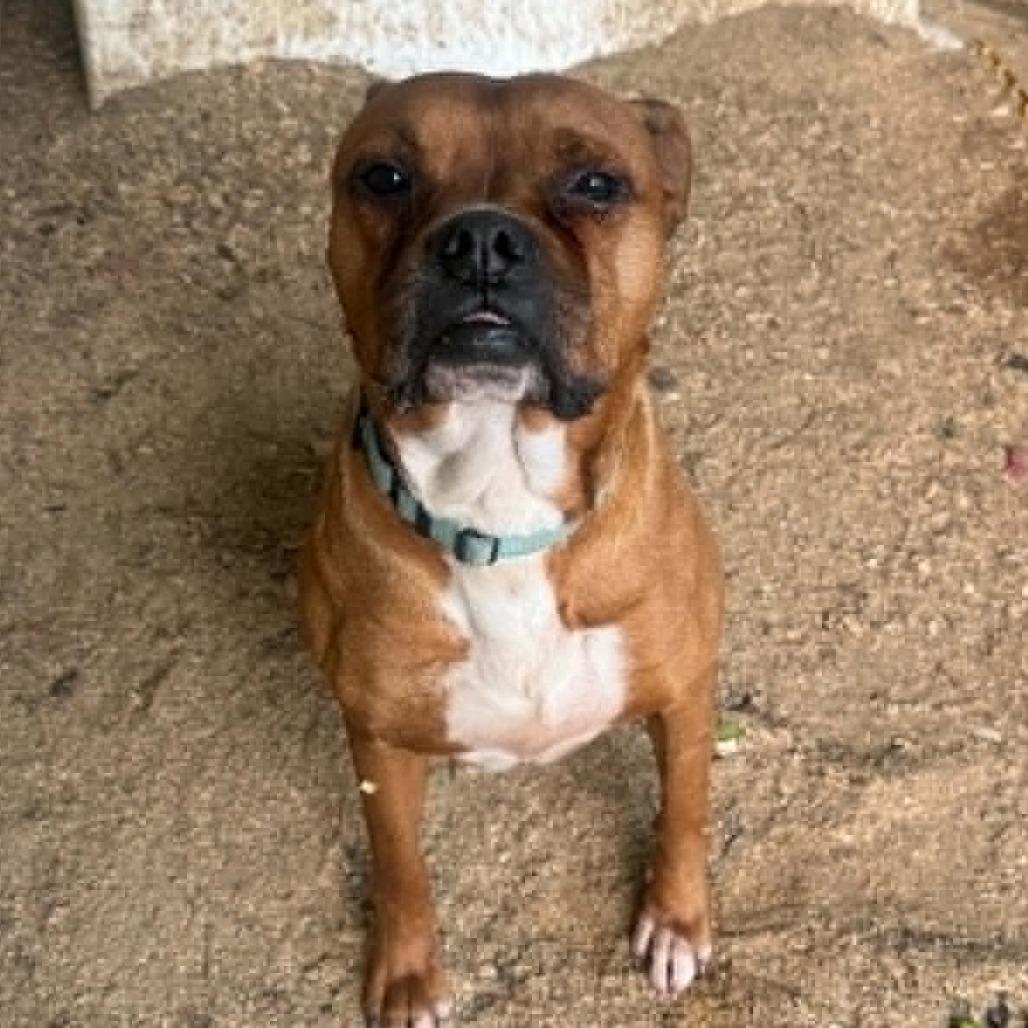 Rusty, a Adoptable mixed breed in Stephenville, TX image 5/6