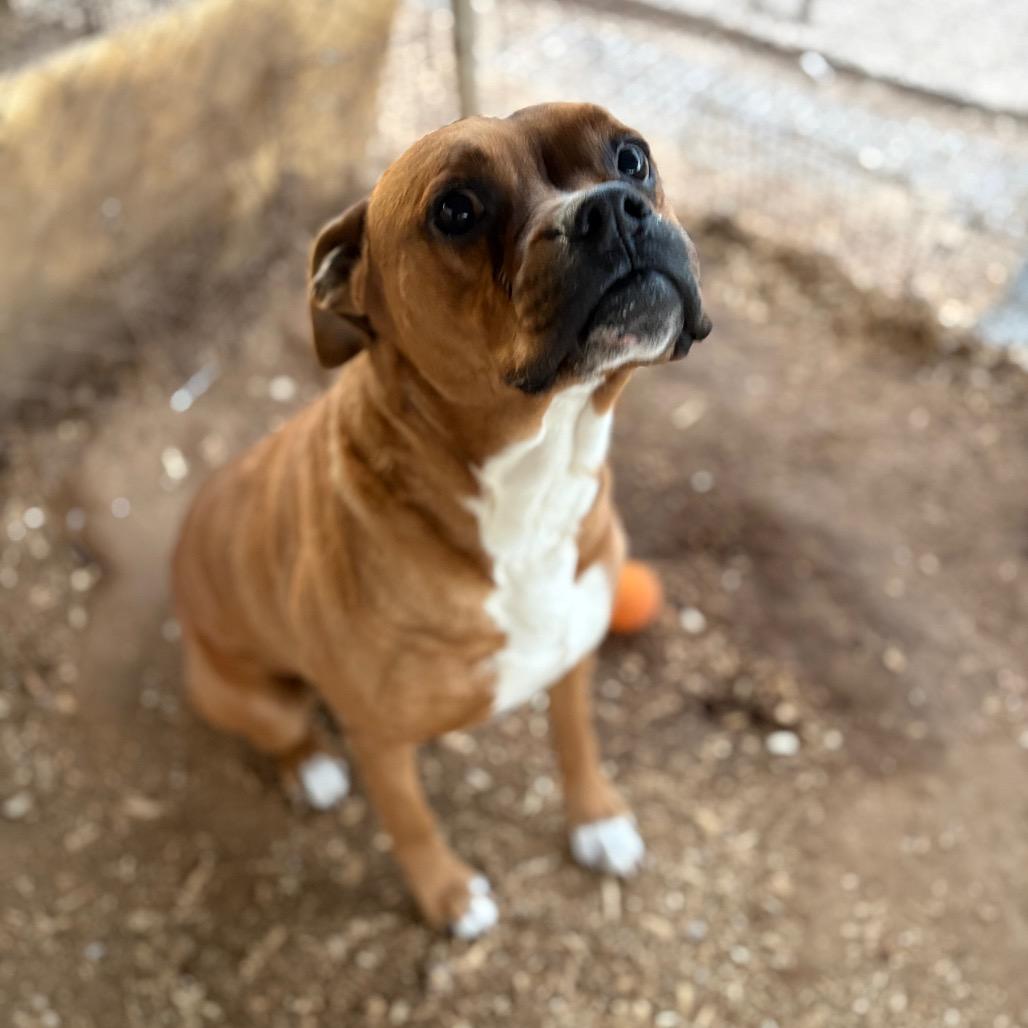Rusty, a Adoptable mixed breed in Stephenville, TX image 6/6