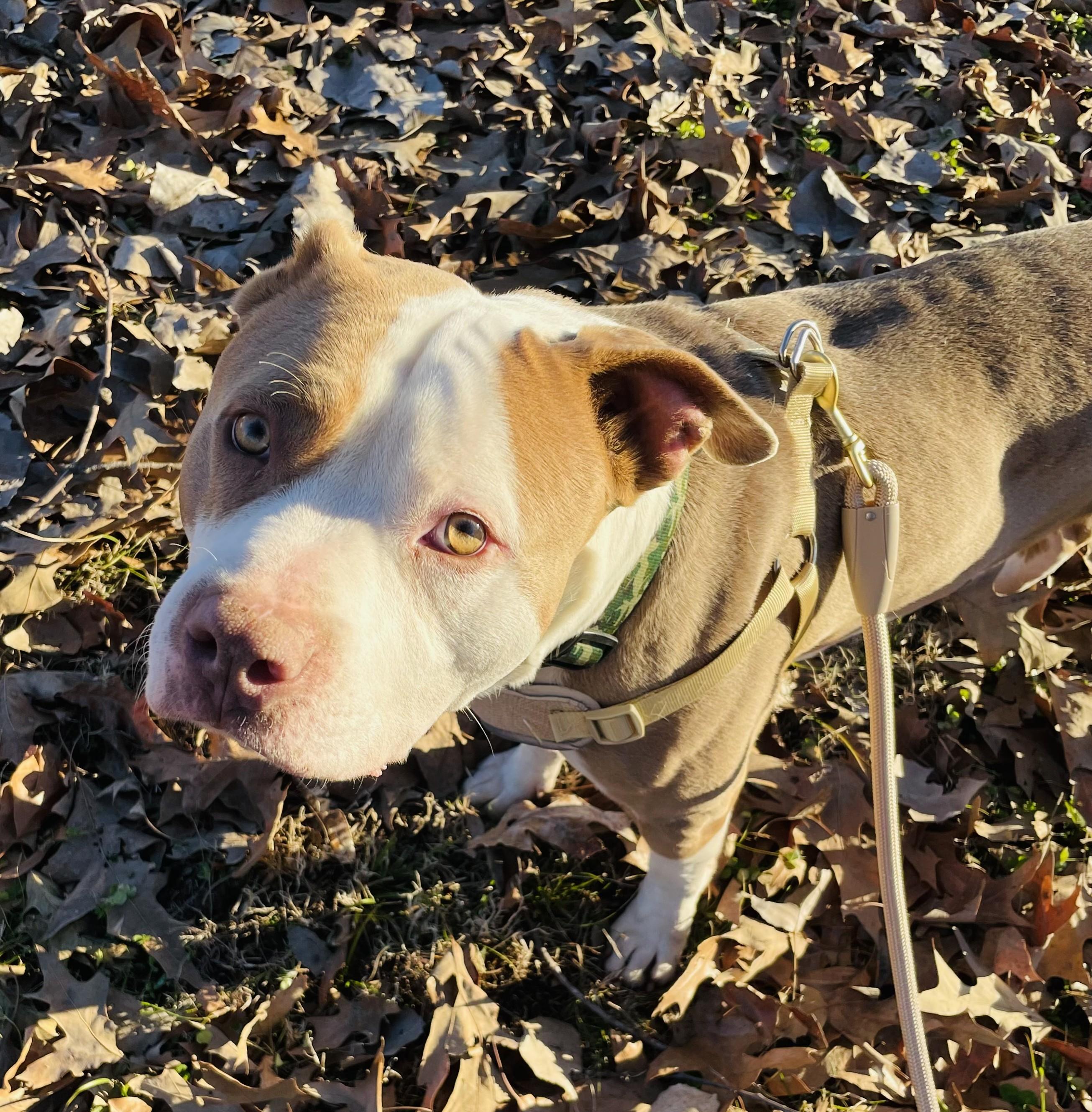 Enlarge Bruce, a ADOPTABLE Staffordshire Bull Terrier in Arlington, TN image 5/5