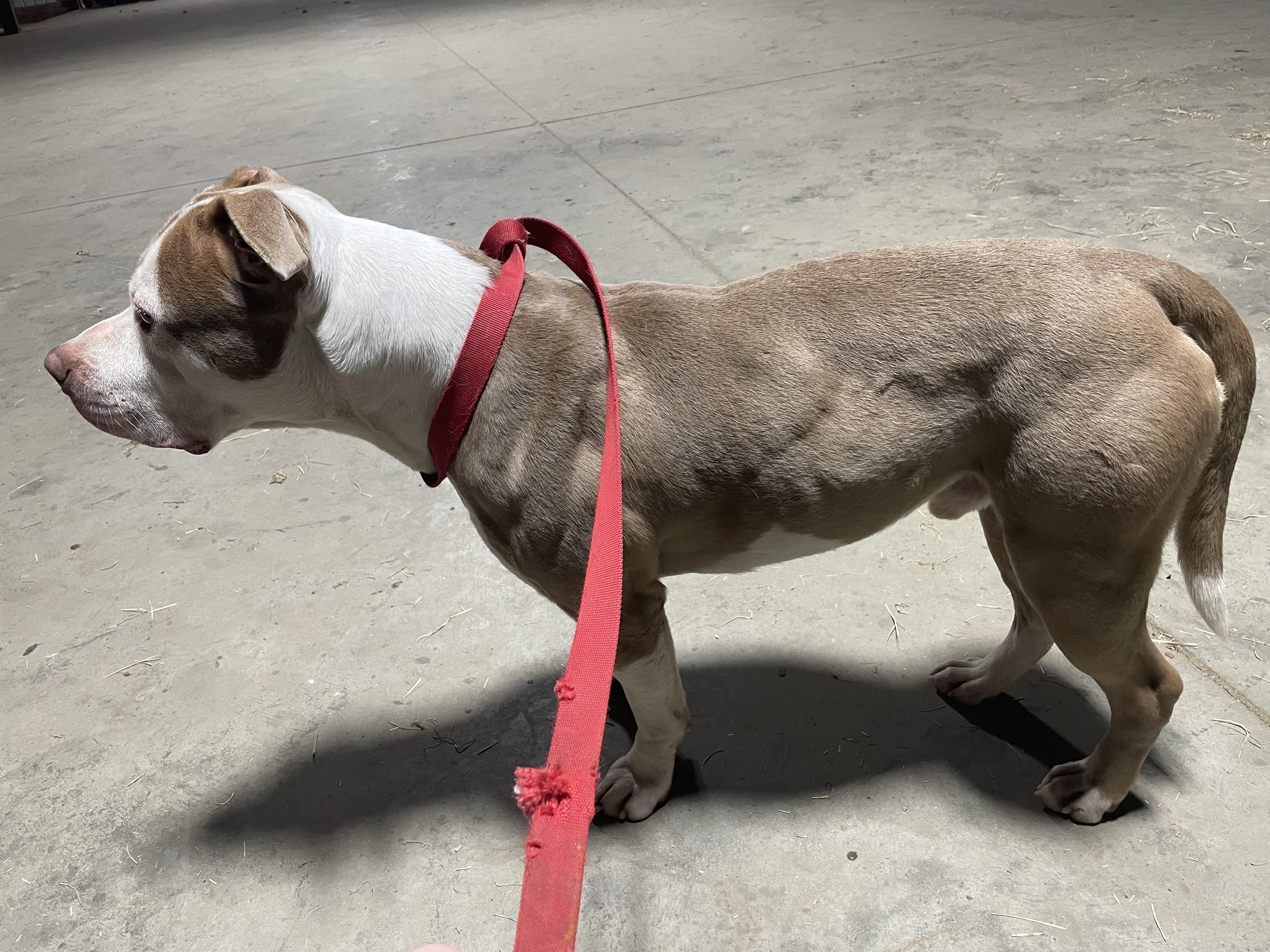 Enlarge Bruce, a ADOPTABLE Staffordshire Bull Terrier in Arlington, TN image 4/5