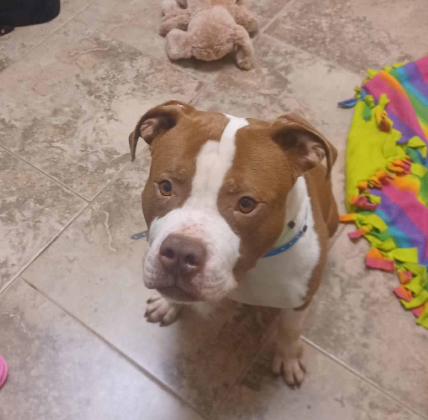 Enlarge Bruce, a ADOPTABLE Staffordshire Bull Terrier in Arlington, TN image 2/5