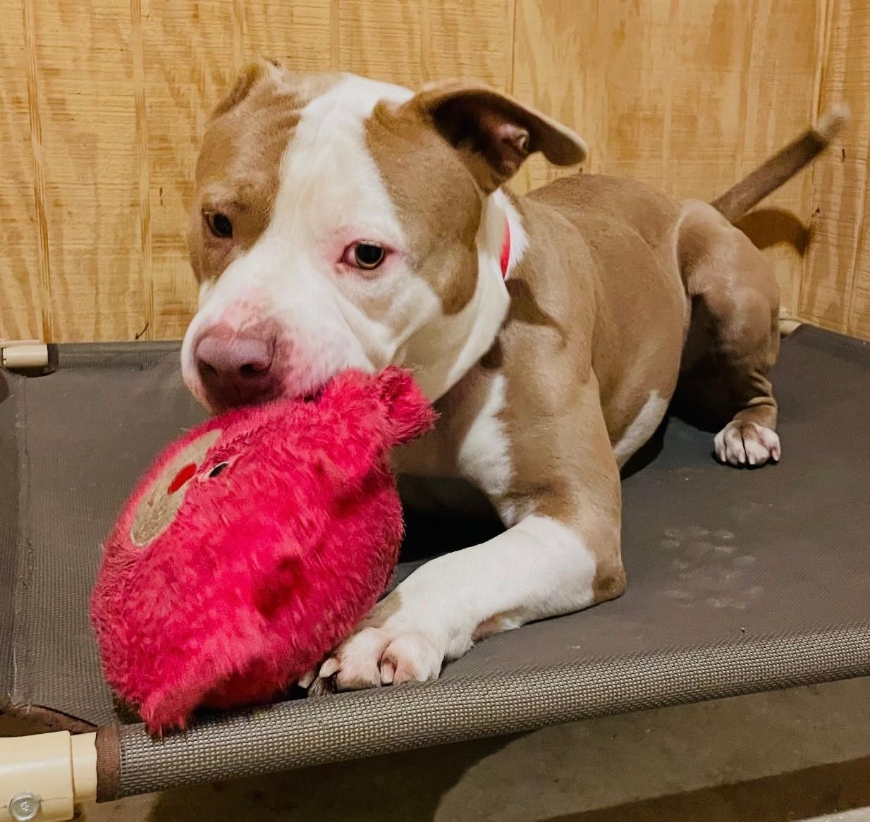 Enlarge Bruce, a ADOPTABLE Staffordshire Bull Terrier in Arlington, TN image 3/5