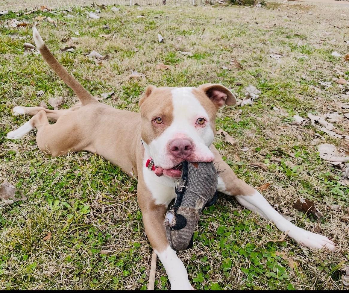 Enlarge Bruce, a ADOPTABLE Staffordshire Bull Terrier in Arlington, TN image 1/5