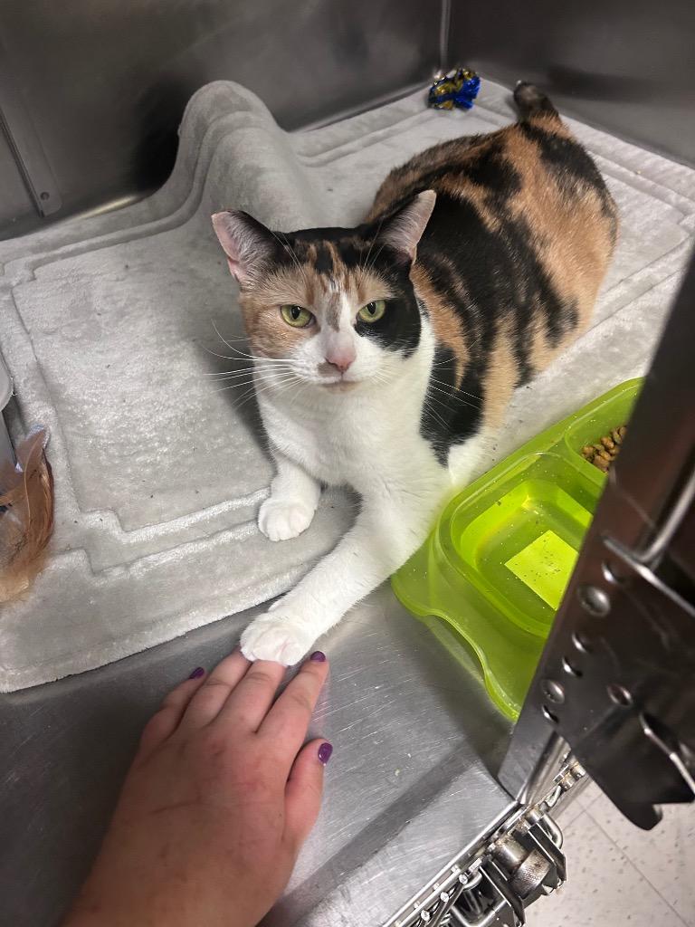 Callie, Adoptable, Adult Female Domestic Short Hair.