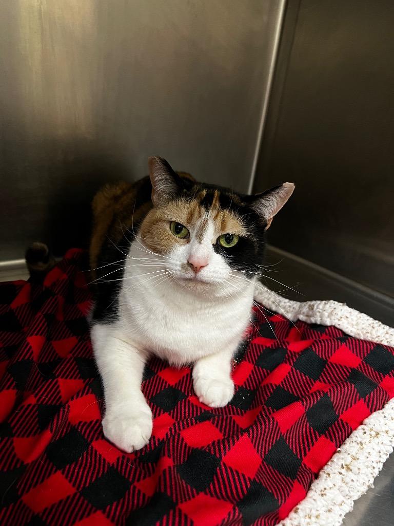 Enlarge Callie, a Adoptable mixed breed in Meriden, CT image 3/4