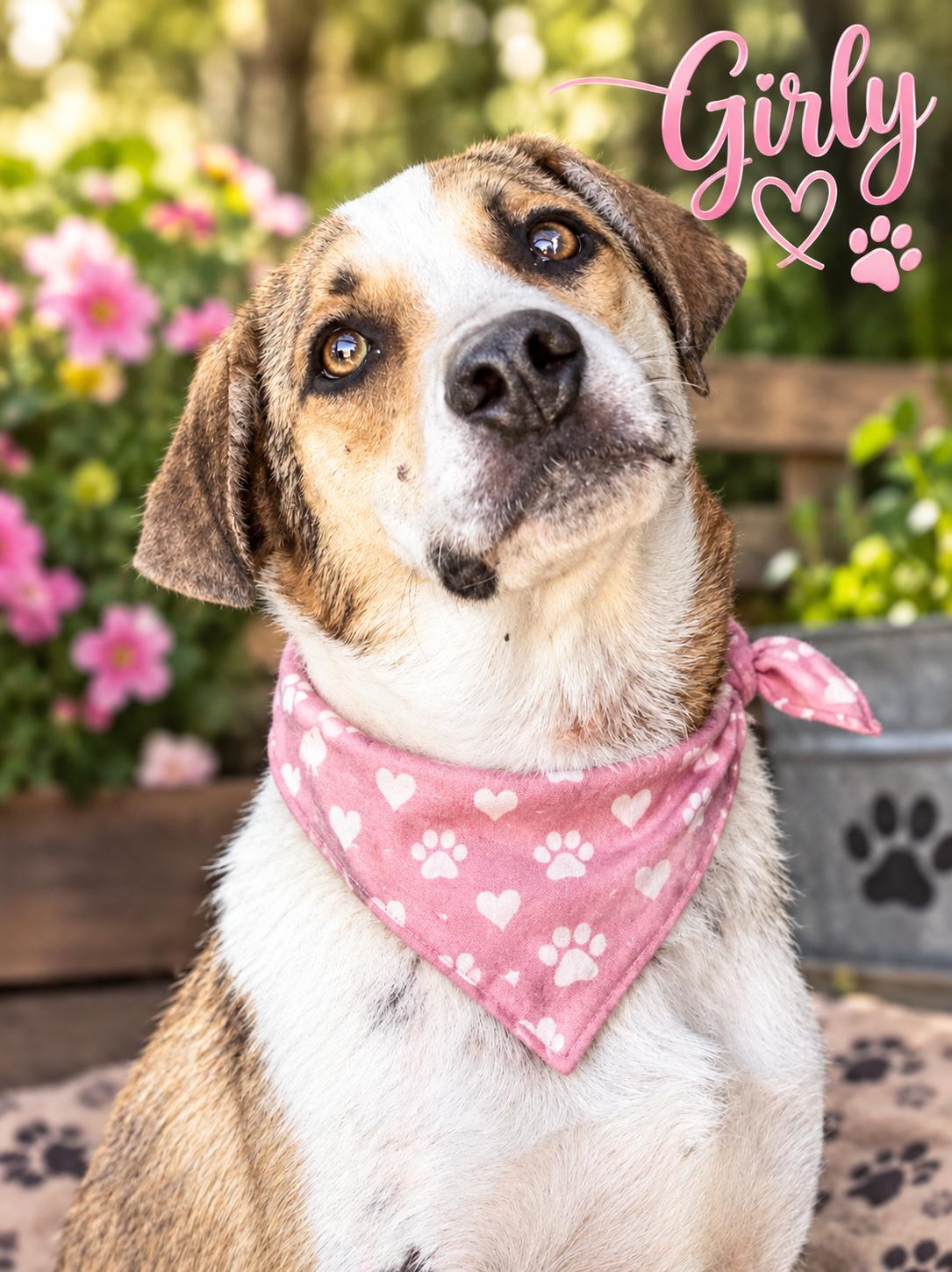 Enlarge Girly, a Adoptable mixed breed in Orange, CA image 1/3