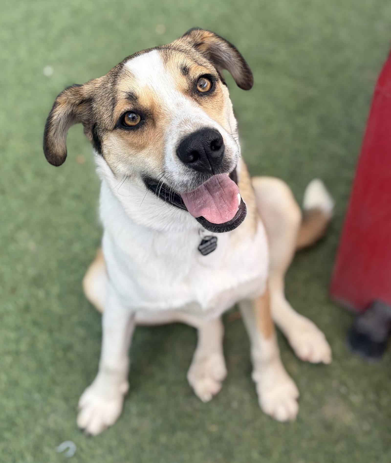 Enlarge Girly, a Adoptable mixed breed in Orange, CA image 3/3