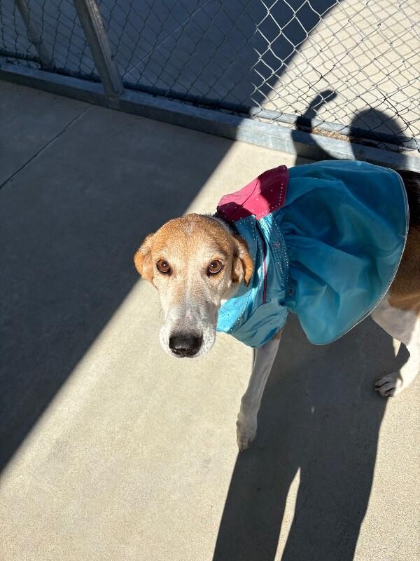 Happy, Adoptable, Adult Female Treeing Walker Coonhound.