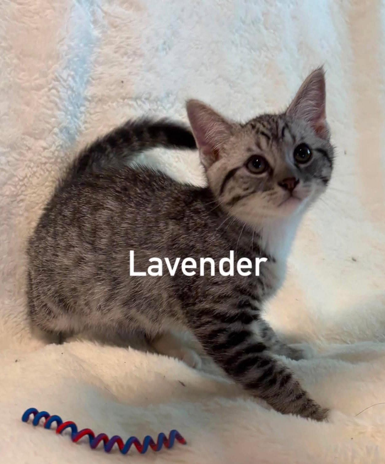 Lavendar, Adoptable, Kitten Female Tabby.