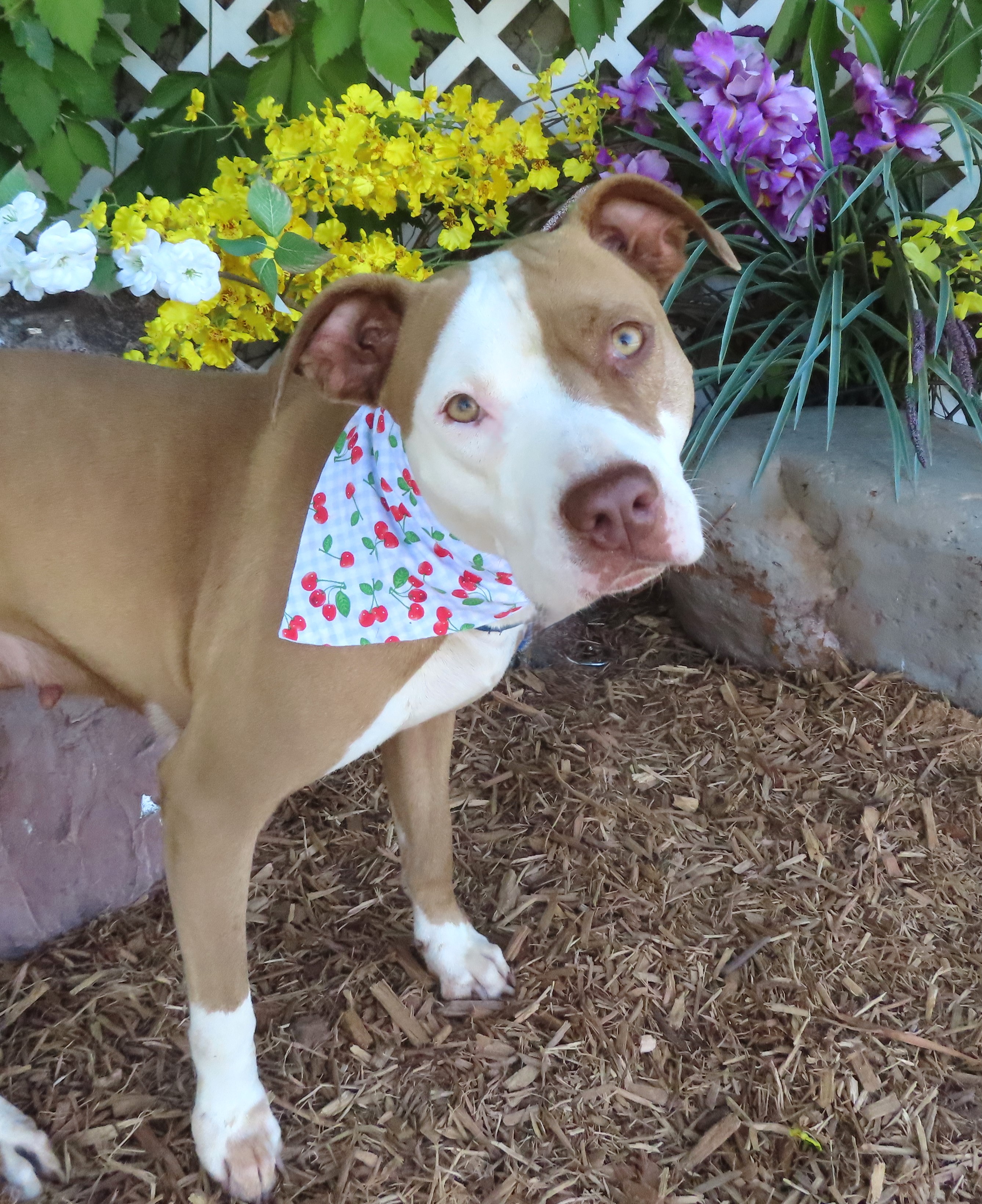 HOLLY 436620 FosterFamilyFound!, an adopted Pit Bull Terrier in Oklahoma City, OK_image-1