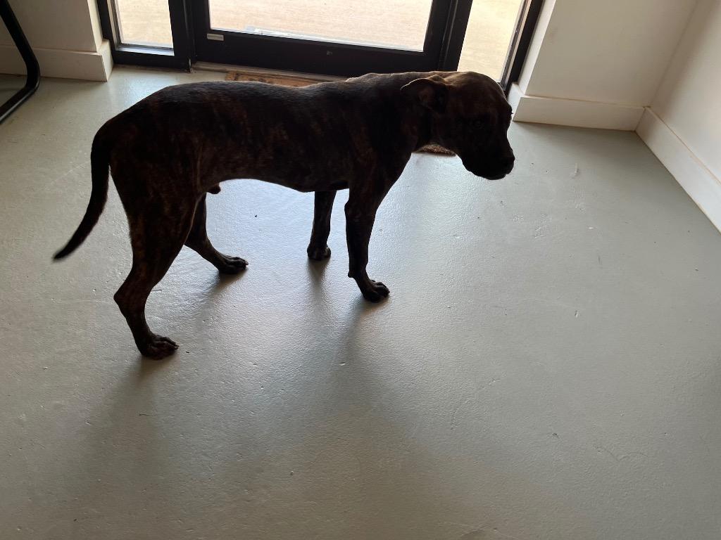 Enlarge Russell, a Adopted mixed breed in Noble, OK image 1/5