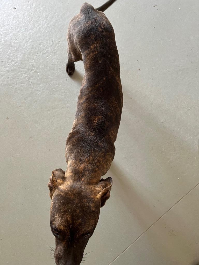 Enlarge Russell, a Adopted mixed breed in Noble, OK image 2/5