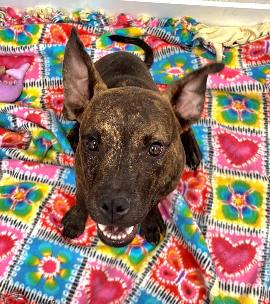 Enlarge Russell, a Adopted mixed breed in Noble, OK image 4/5