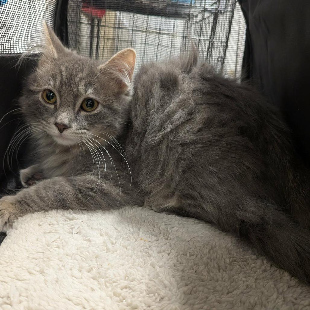 Enlarge Sam Walton, a Adoptable Domestic Medium Hair in Greenville, PA image 1/1