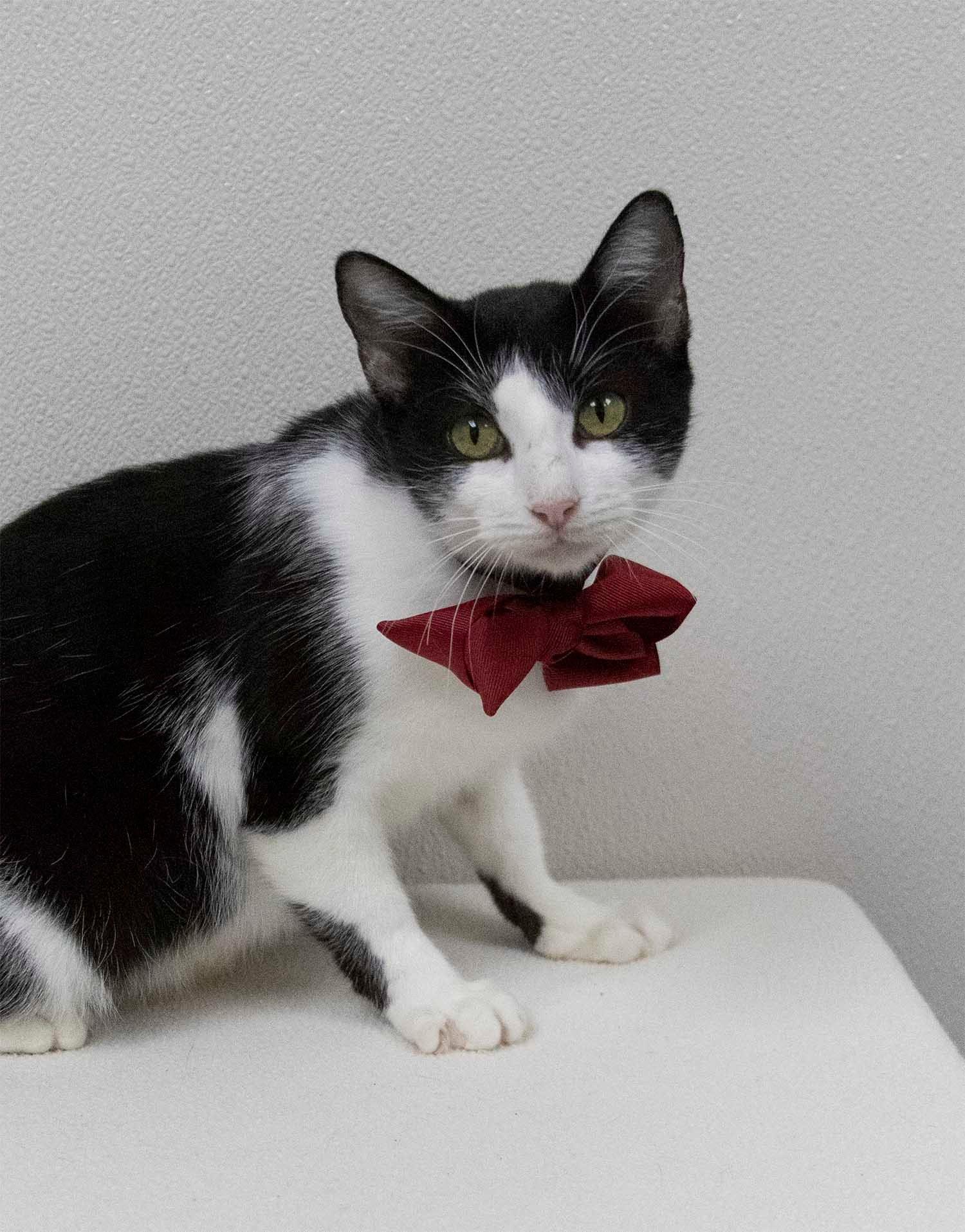 Enlarge London, a Adoptable Domestic Short Hair in Mesquite, TX image 1/1
