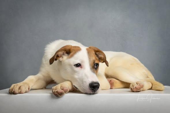 Beckett, a ADOPTABLE Mixed Breed in Cullman, AL image 3/3