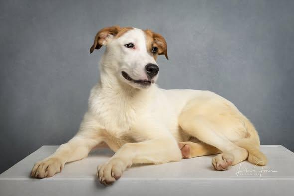 Beckett, a ADOPTABLE Mixed Breed in Cullman, AL image 1/3