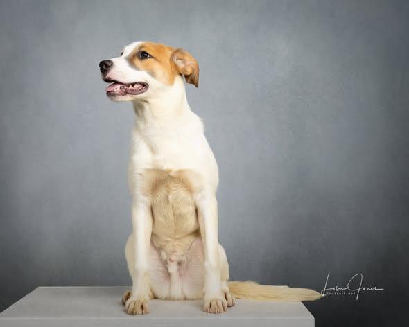 Beckett, a ADOPTABLE Mixed Breed in Cullman, AL image 2/3
