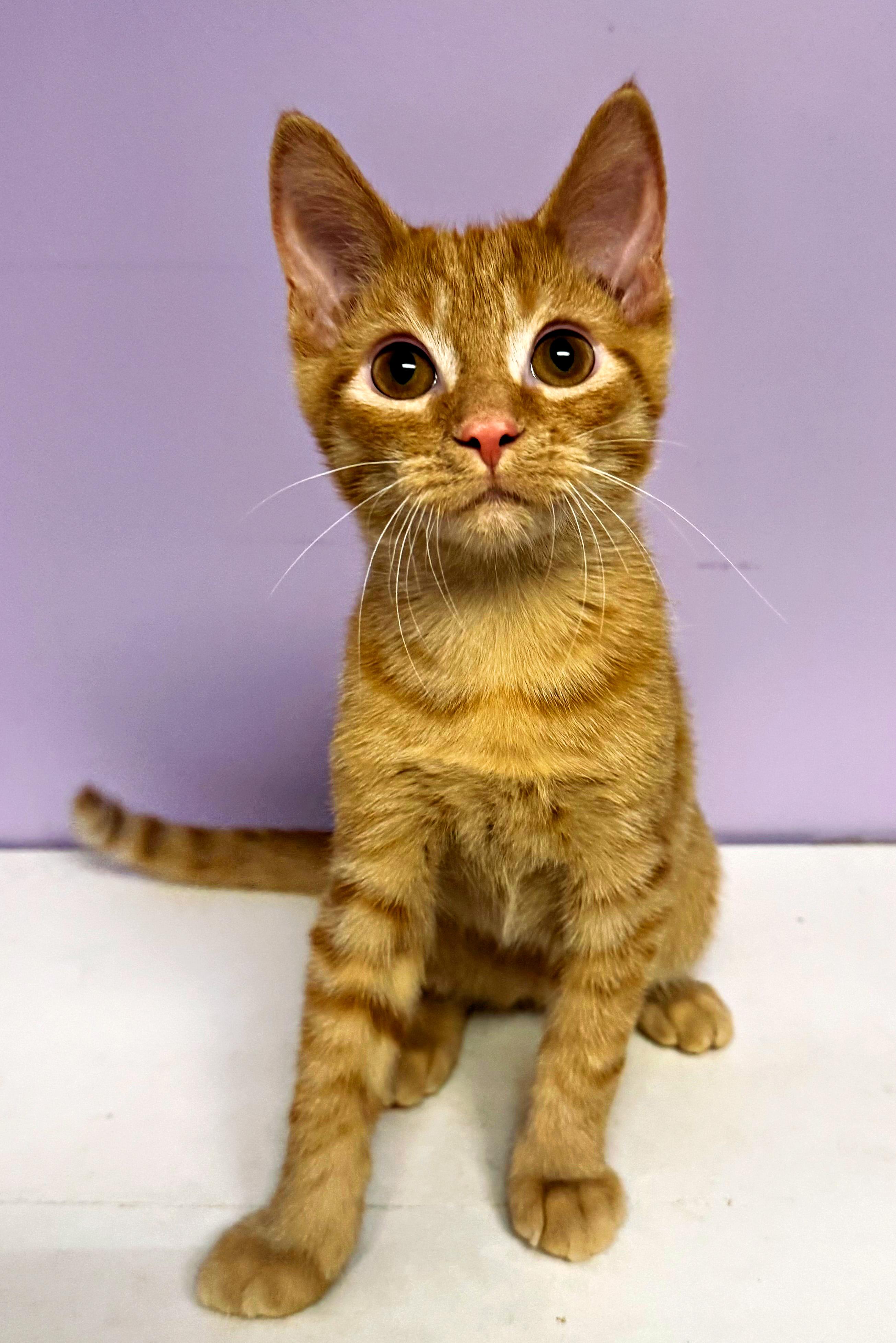 Samosa, adopted, Kitten Male Domestic Short Hair.