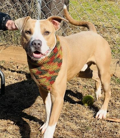 Enlarge Cyrus $85, a Adoptable mixed breed in Seneca, SC image 1/3