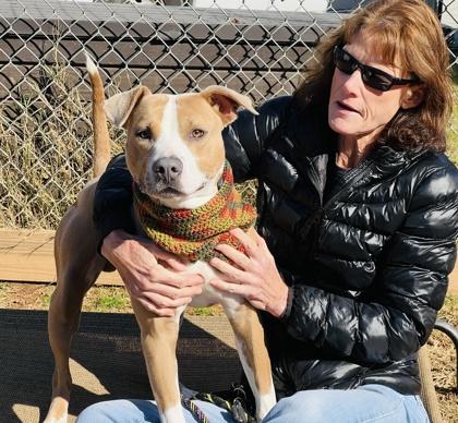 Enlarge Cyrus $85, a Adoptable mixed breed in Seneca, SC image 2/3