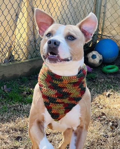 Enlarge Cyrus $85, a Adoptable mixed breed in Seneca, SC image 3/3