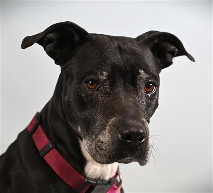OREO, Adoptable, Adult Female Boxer & Mixed Breed.