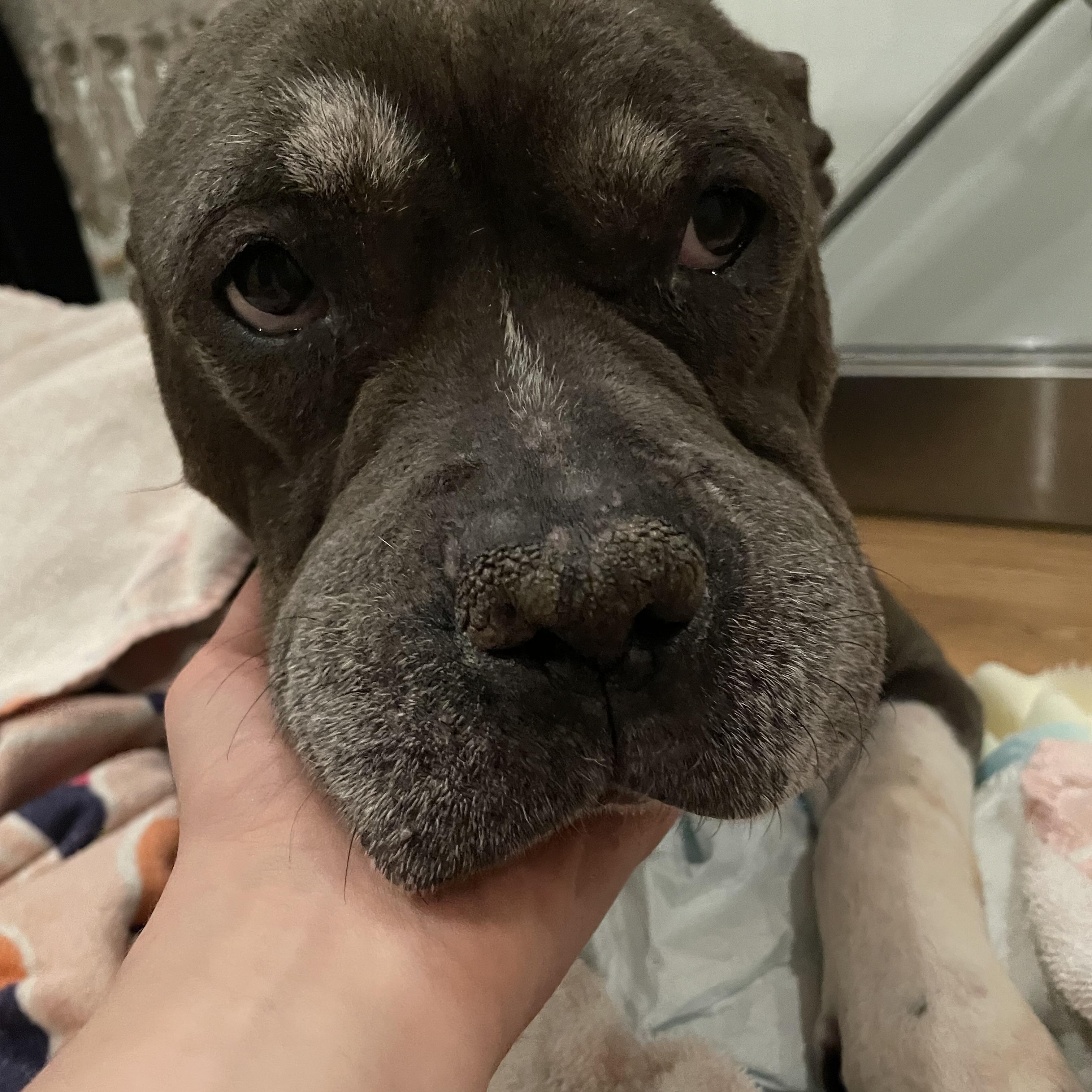 Nefertiti, ADOPTABLE, Senior Female Mixed Breed.