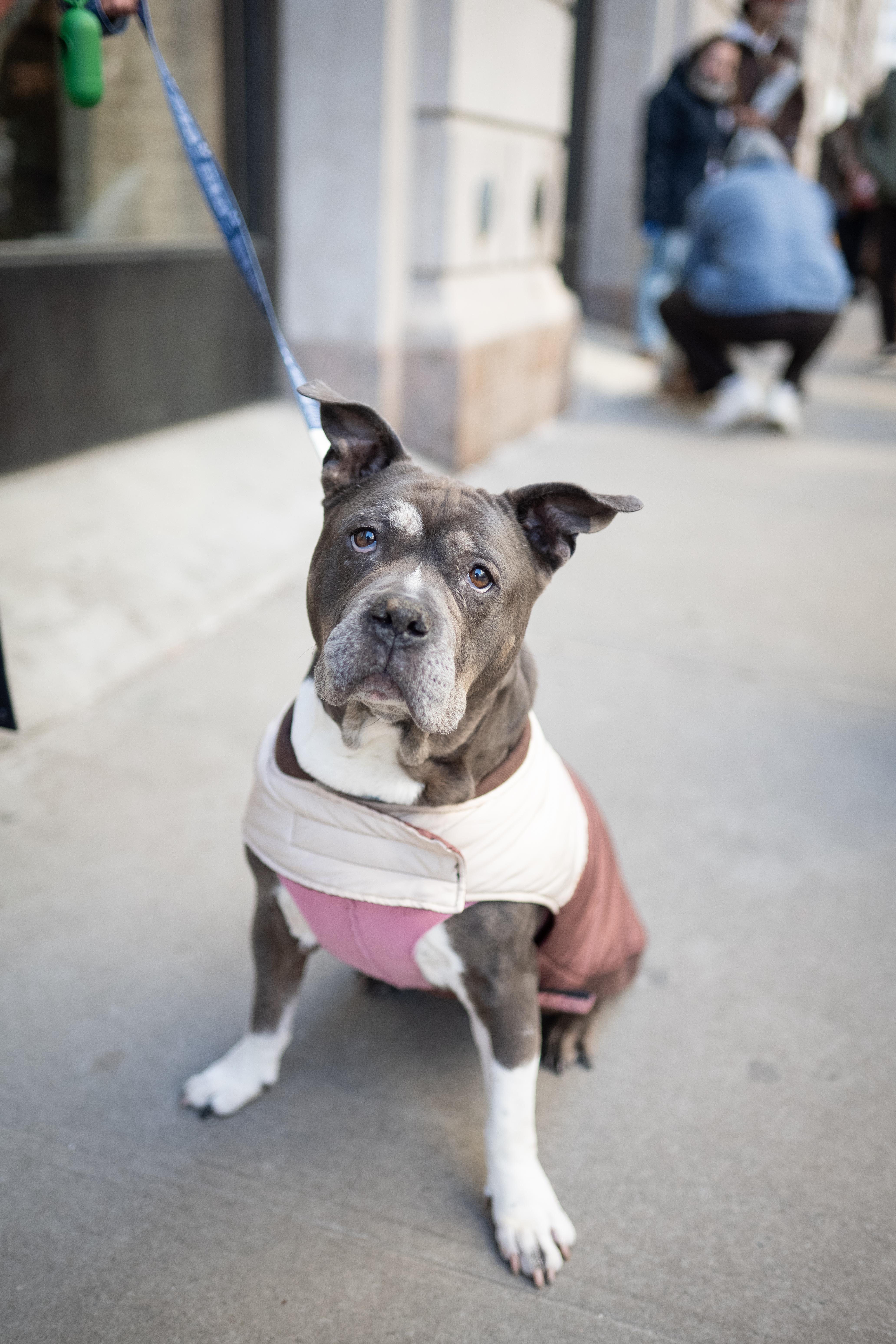 Enlarge Nefertiti, a ADOPTABLE Mixed Breed in New Paltz, NY image 3/3