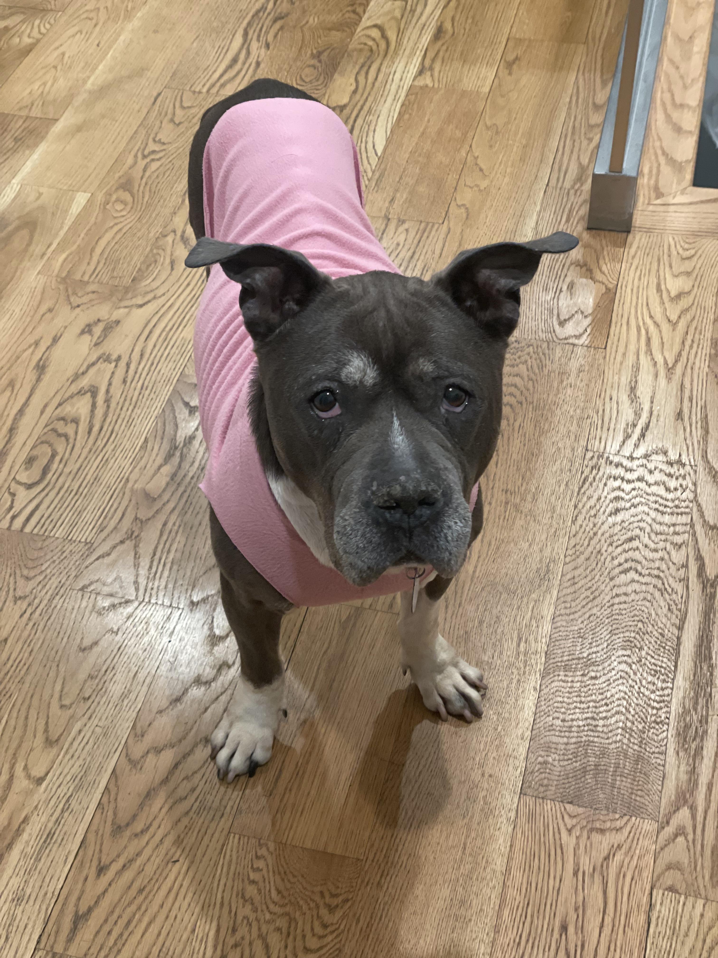 Enlarge Nefertiti, a ADOPTABLE Mixed Breed in New Paltz, NY image 2/3