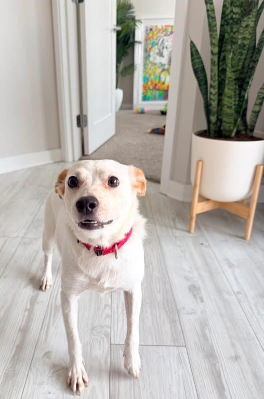 Riley, ADOPTABLE, Young Male Mixed Breed.