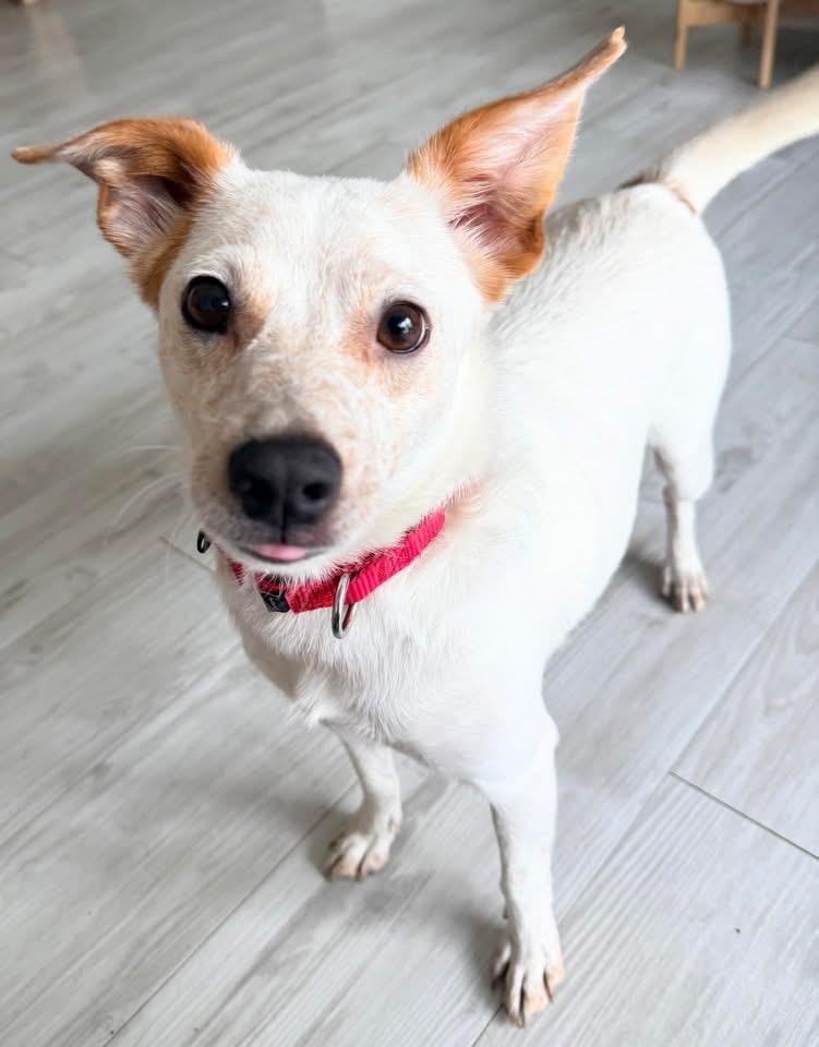 Enlarge Riley, a ADOPTABLE Mixed Breed in Lutz, FL image 2/2