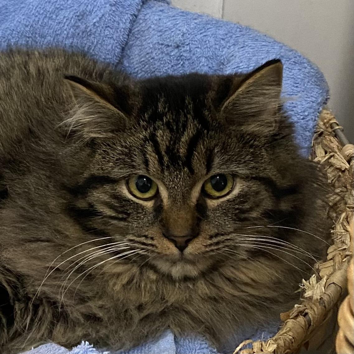 Nikos, ADOPTABLE, Kitten Male Tabby.