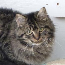 Enlarge Nikos, a ADOPTABLE Tabby in Stanstead, QC image 1/2