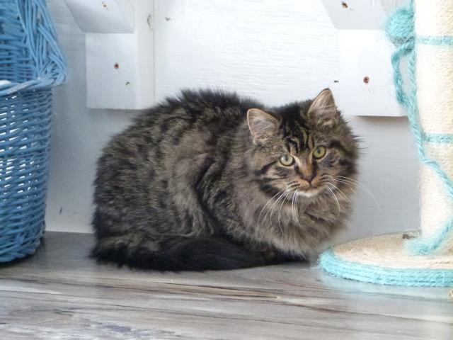 Enlarge Nikos, a ADOPTABLE Tabby in Stanstead, QC image 2/2