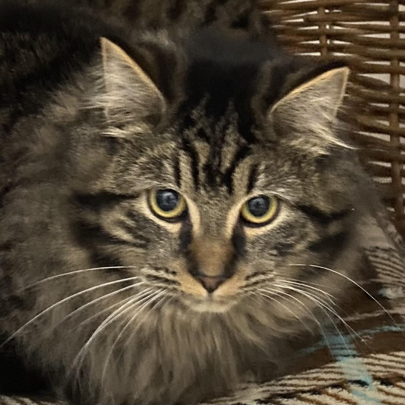 Nikos, ADOPTABLE, Kitten Male Tabby.