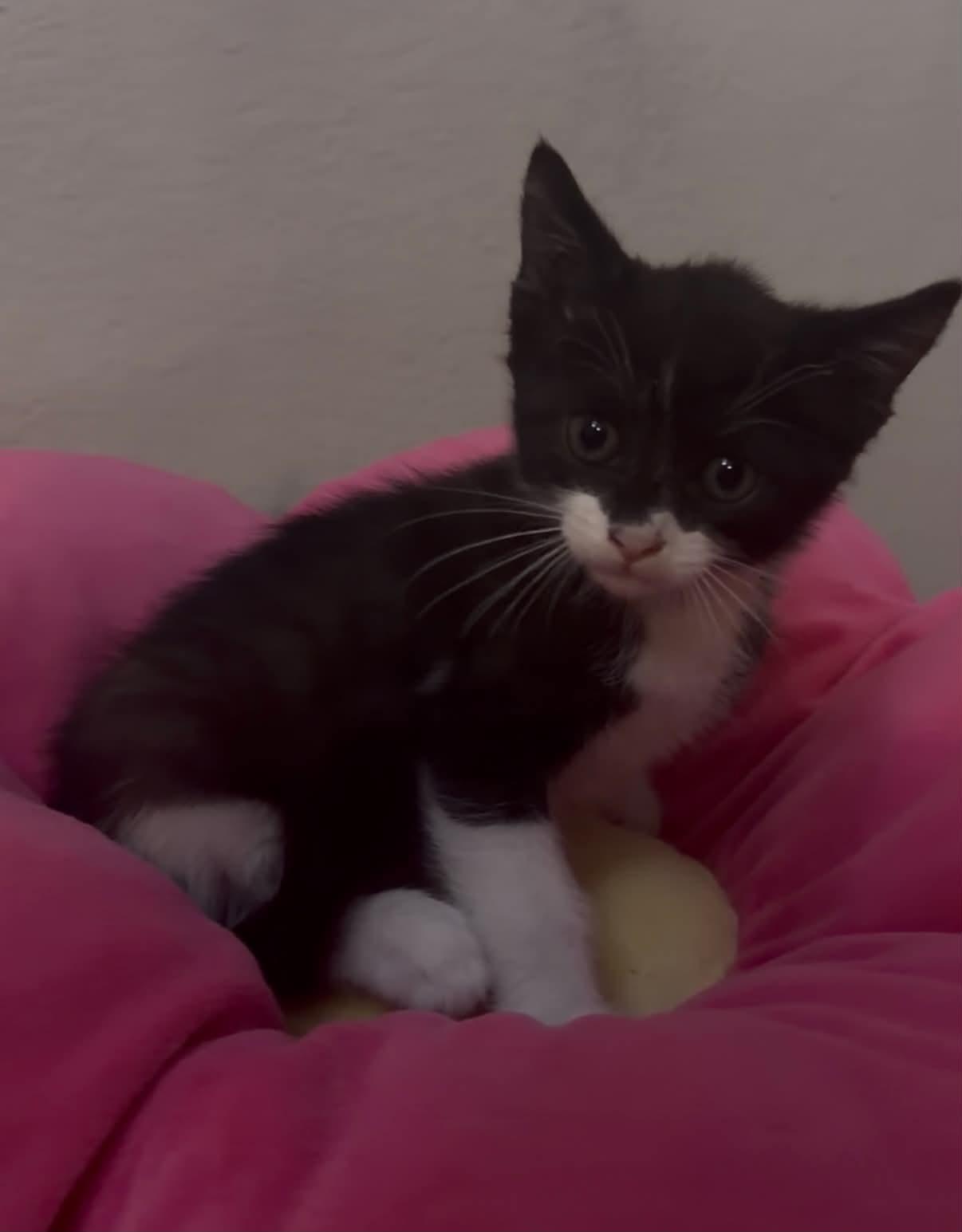 Enlarge Tipsi, a ADOPTABLE Domestic Short Hair in Escondido, CA image 1/1