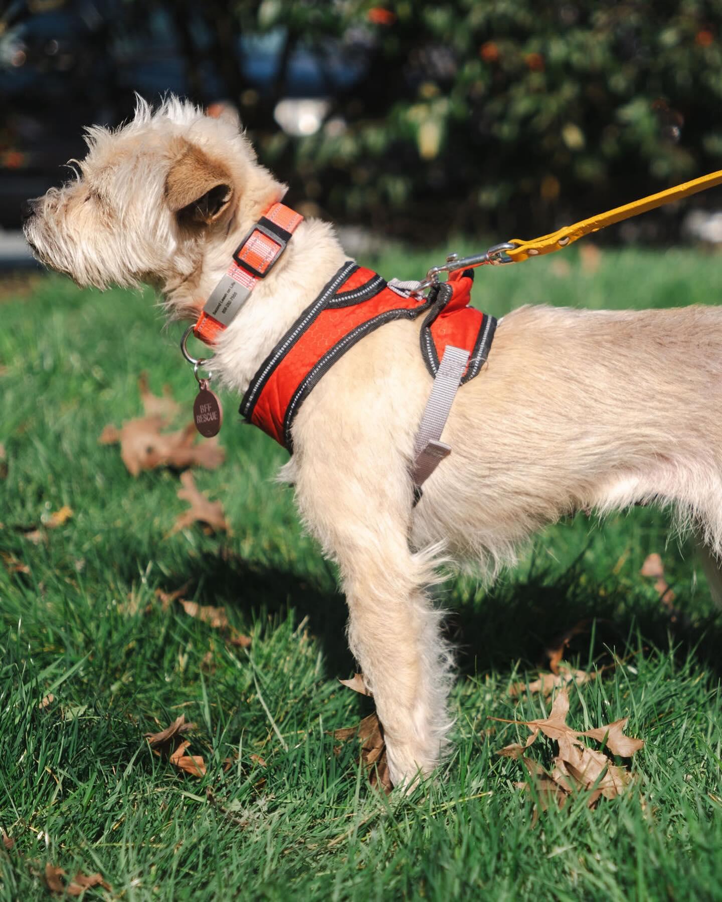 Enlarge SUNDAE, an adopted mixed breed in Coquitlam, BC image 6/6