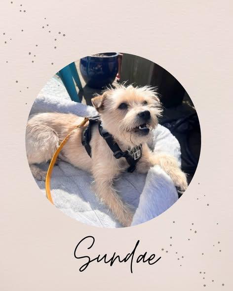Enlarge SUNDAE, an adopted mixed breed in Coquitlam, BC image 1/6