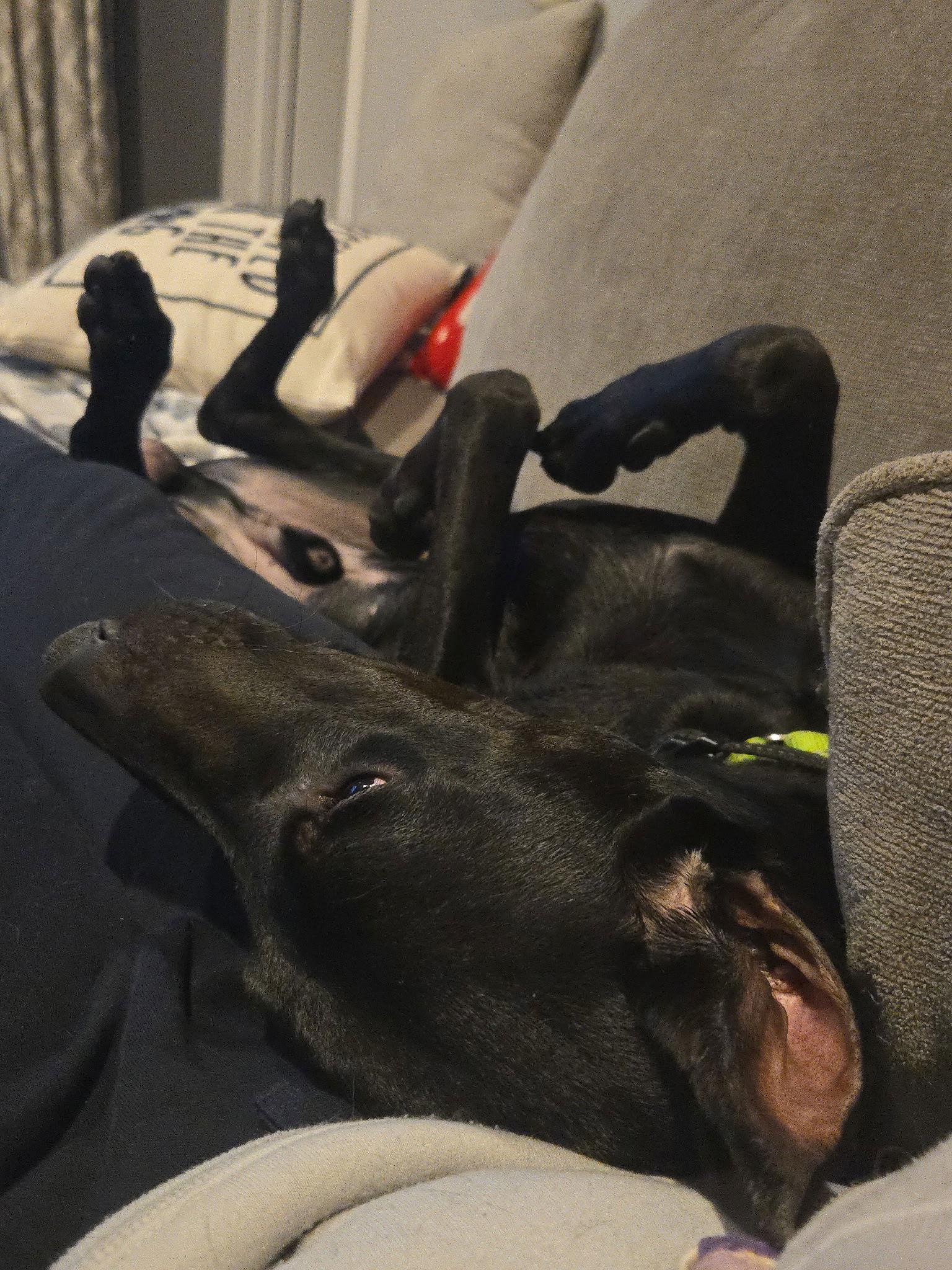 Enlarge Julius, a Adoptable Doberman Pinscher in Minneapolis, MN image 2/3