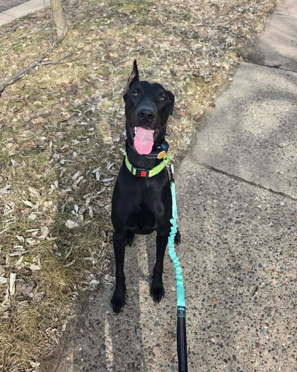 Enlarge Julius, a Adoptable Doberman Pinscher in Minneapolis, MN image 2/3